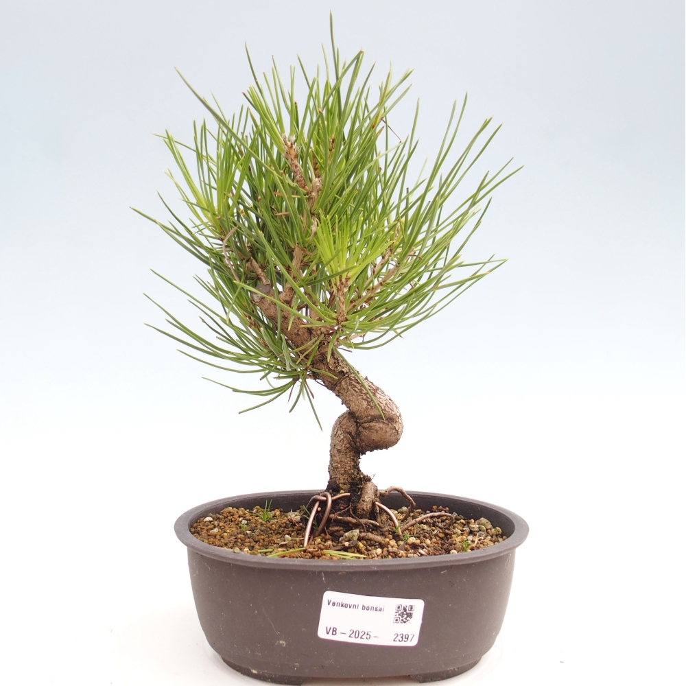 Bonsai für draußen - Pinus thunbergii - Thunberg-Kiefer