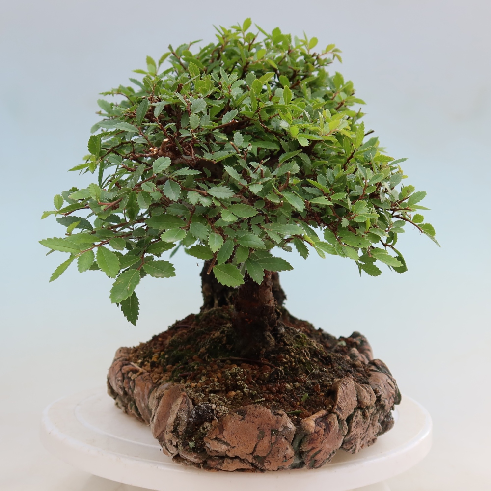 Bonsai für den Außenbereich – Zelkova – Zelkova NIRE – Wäldchen