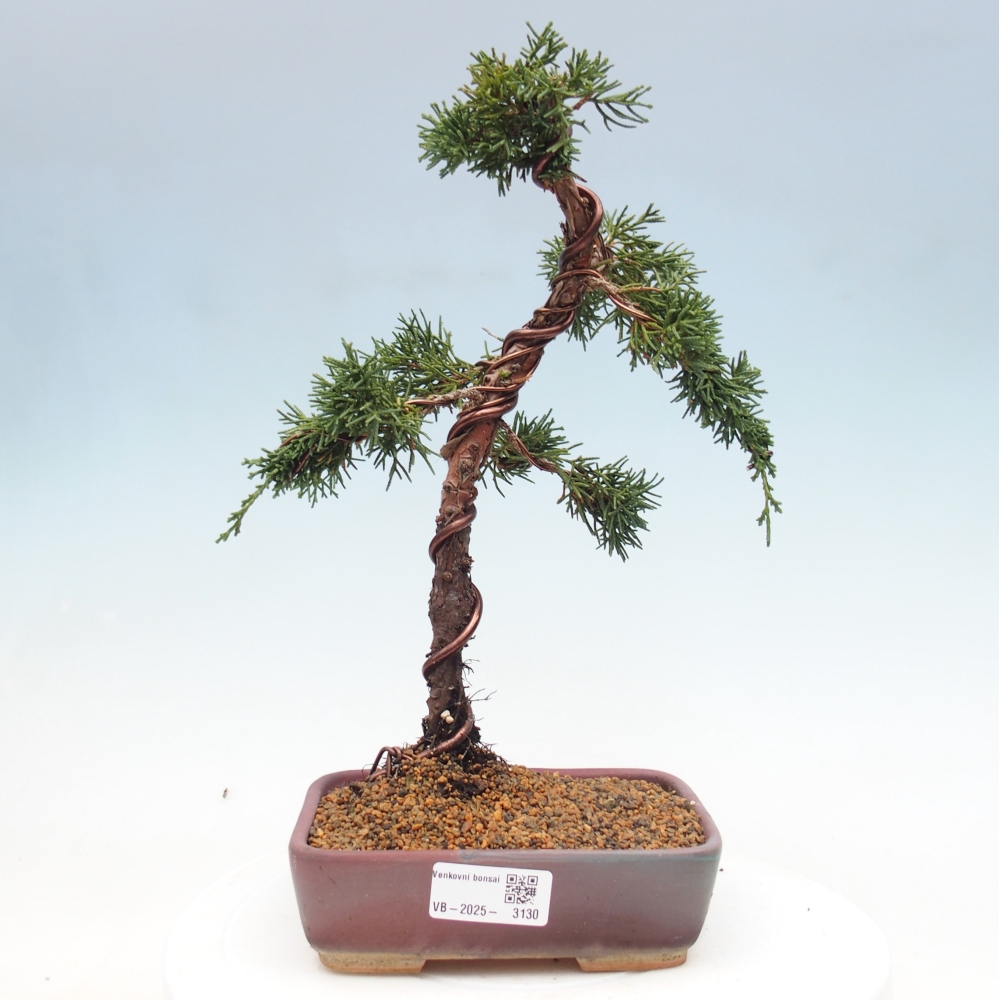 Bonsai für draußen - Juniperus chinensis Kishu