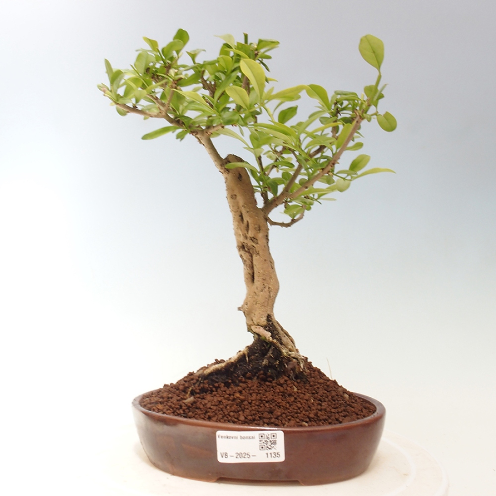Bonsai für draußen - Prunus spinosa