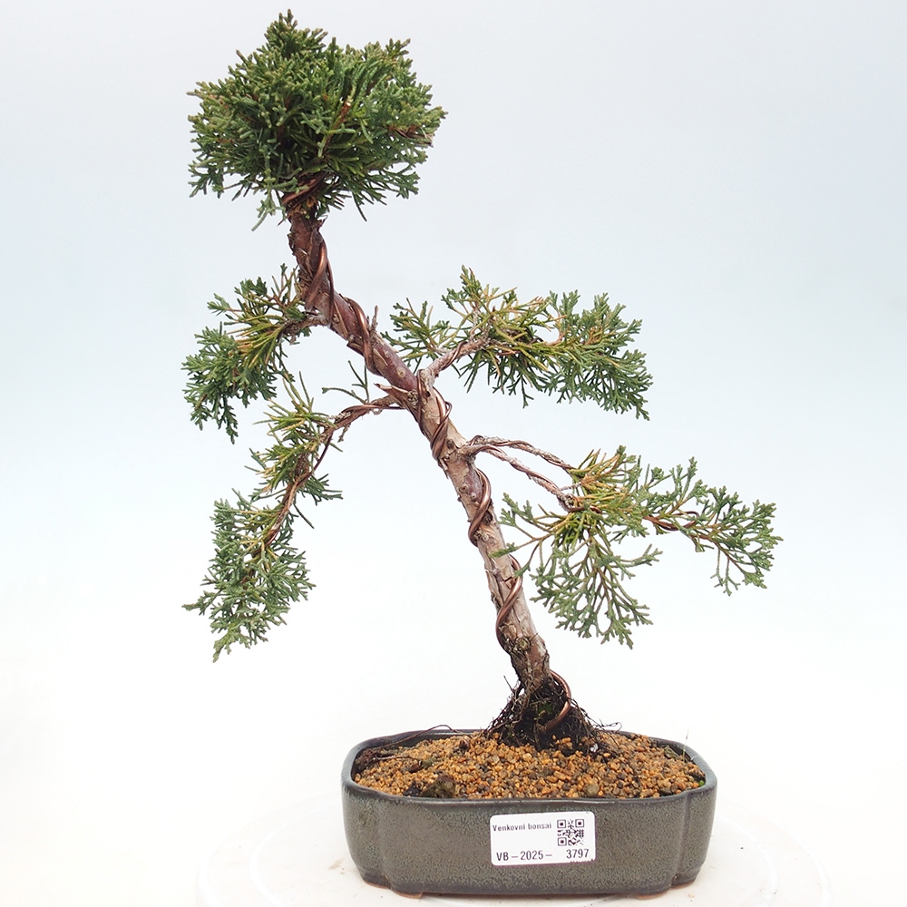 Bonsai für draußen - Juniperus chinensis Kishu