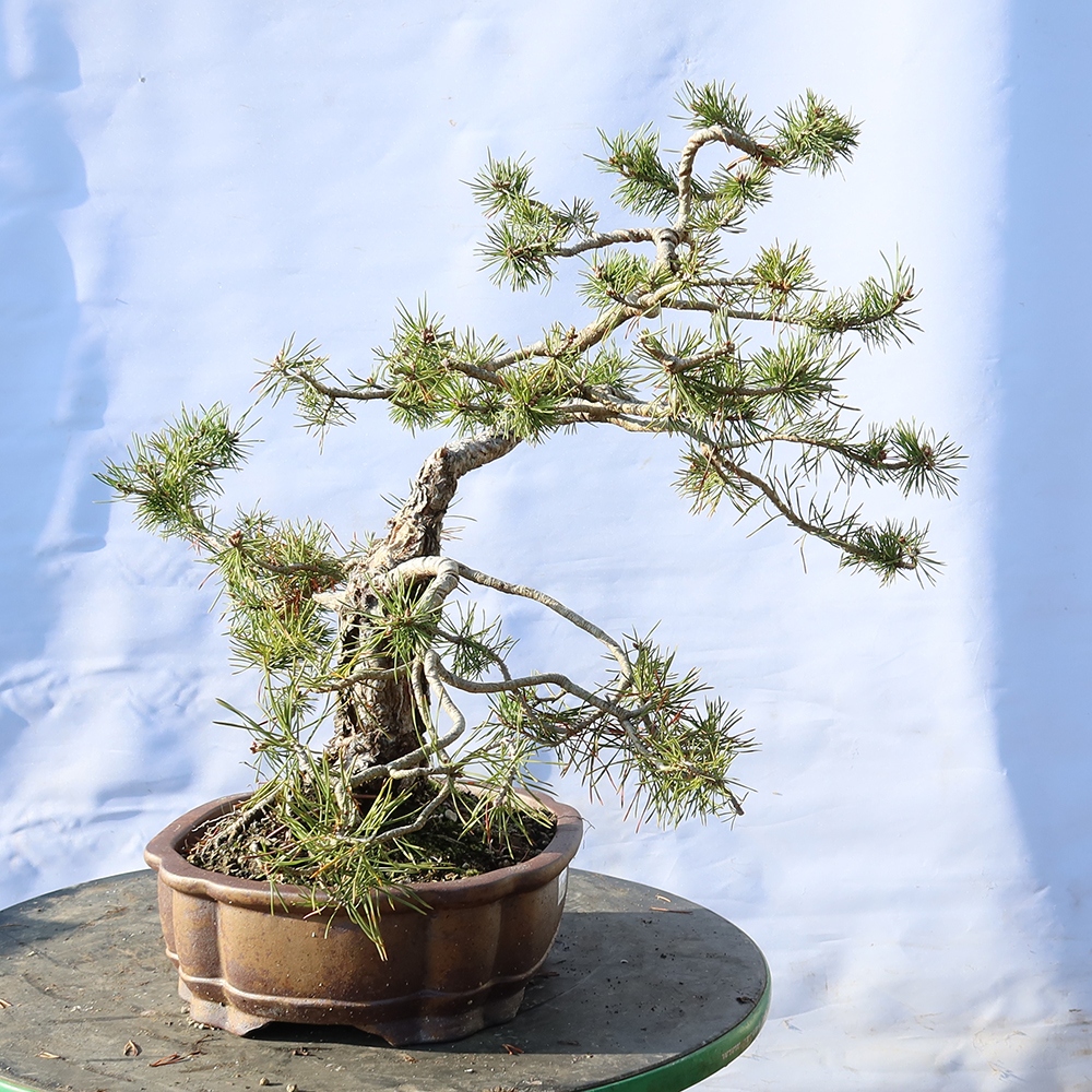 Pinus sylvestris Spanien – Waldkiefer