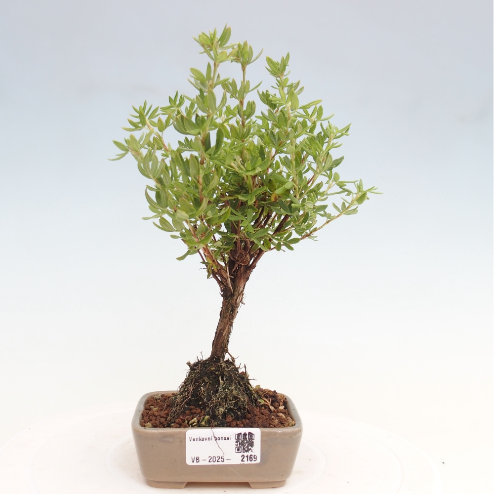Bonsai für draußen - Potentila fruticosa gelber Vogel