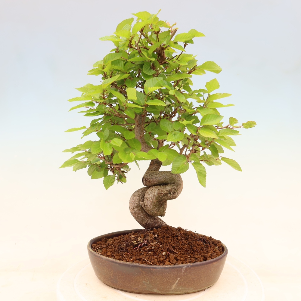 Bonsai für draußen - Karpinus Coreana - Koreanische Hainbuche