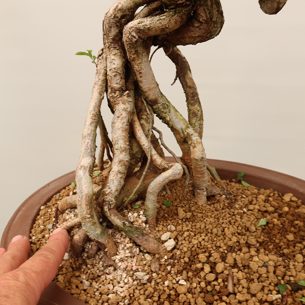 Bonsai für draußen - Zelkova - Zelkova NIRE