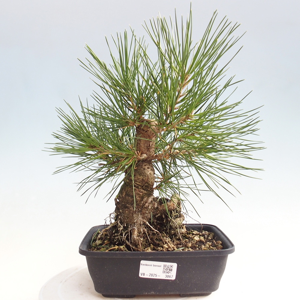 Bonsai für draußen - Pinus thunbergii - Thunberg-Kiefer
