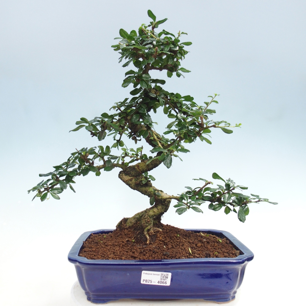 Zimmer-Bonsai - Carmona macrophylla - Tee-Fuki