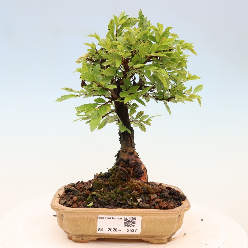 Bonsai für draußen - Zelkova - Zelkova NIRE