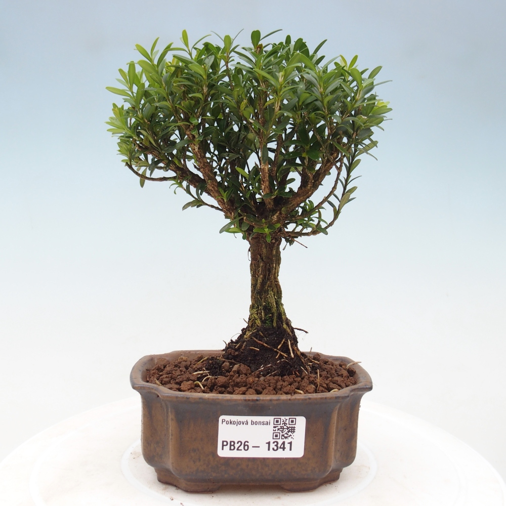 Zimmer Bonsai - Buxus harlandii - Korkbuxus