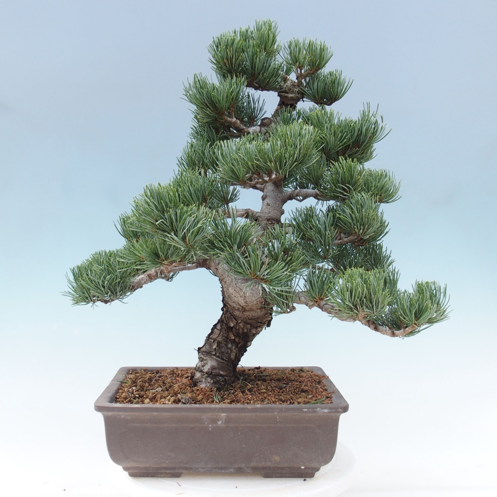 Bonsai für draußen - Pinus parviflora - Pinus parviflora
