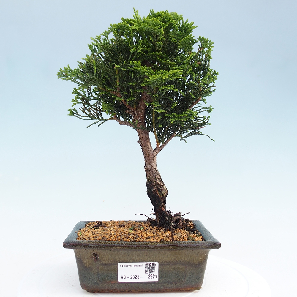 Bonsai für draußen - Cham.pis obtusa Nana Gracilis - Zypresse