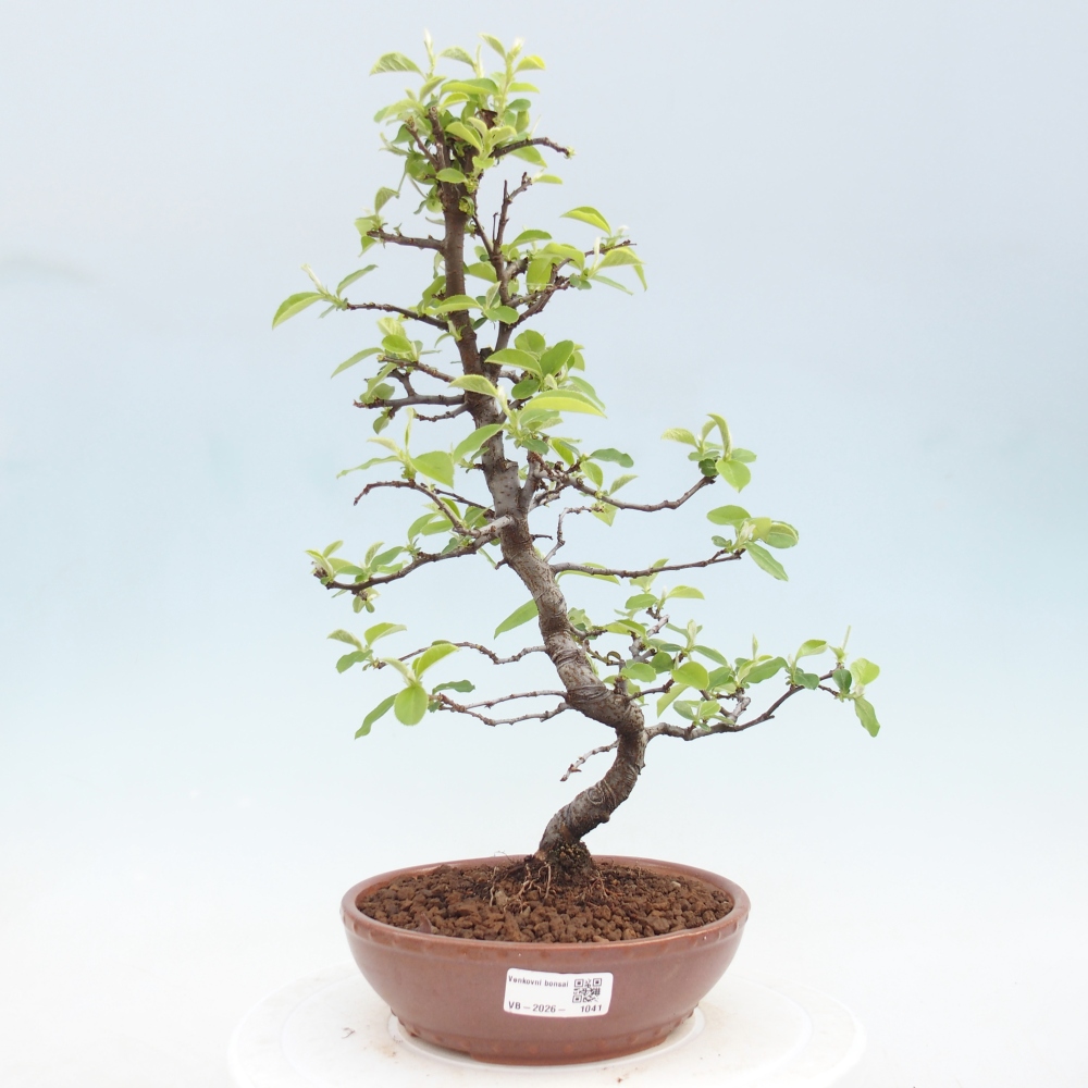 Bonsai für draußen - Chaneomeles chinensis