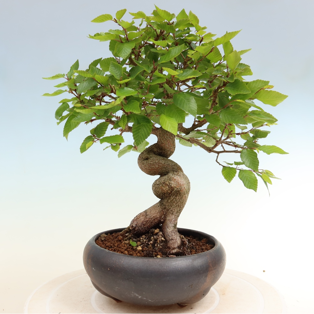 Bonsai für draußen - Karpinus Coreana - Koreanische Hainbuche
