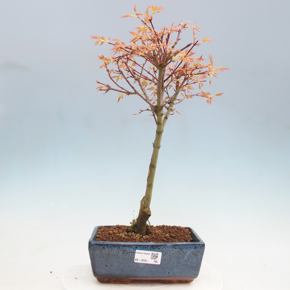 Spitzahorn - Acer palmatum Beni Tsukasa