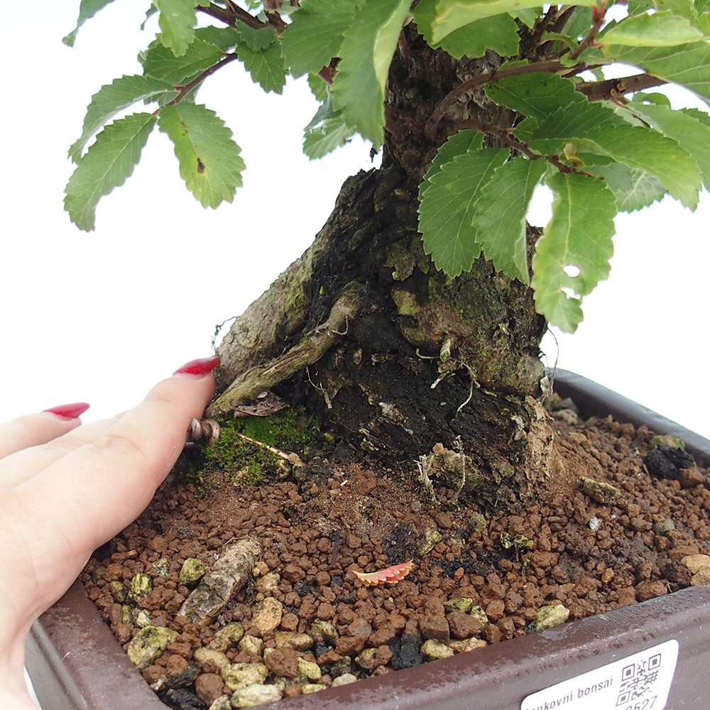 Bonsai für draußen - Zelkova - Zelkova NIRE