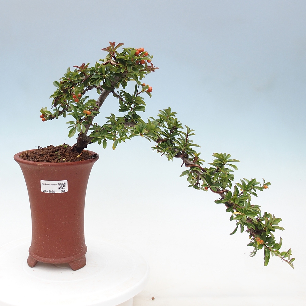 Freiland-Bonsai-Pyracantha Teton -Hlox