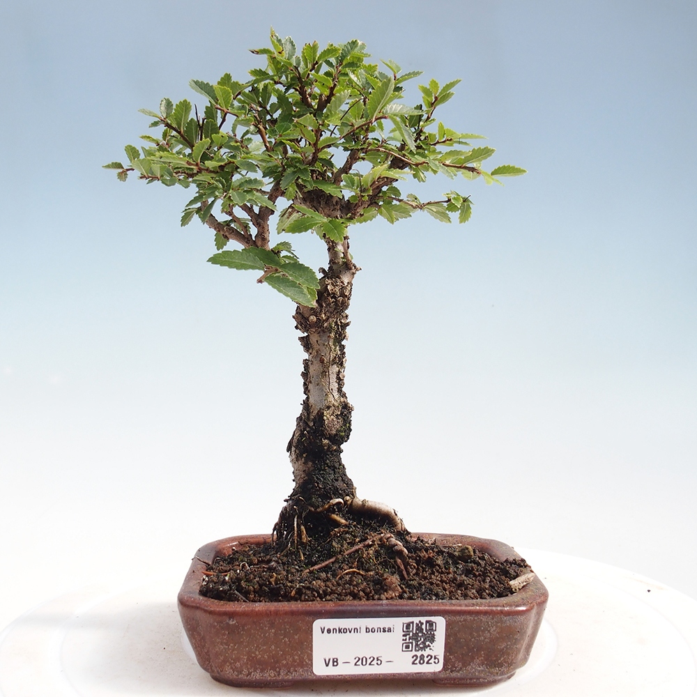 Bonsai für draußen - Zelkova - Zelkova NIRE