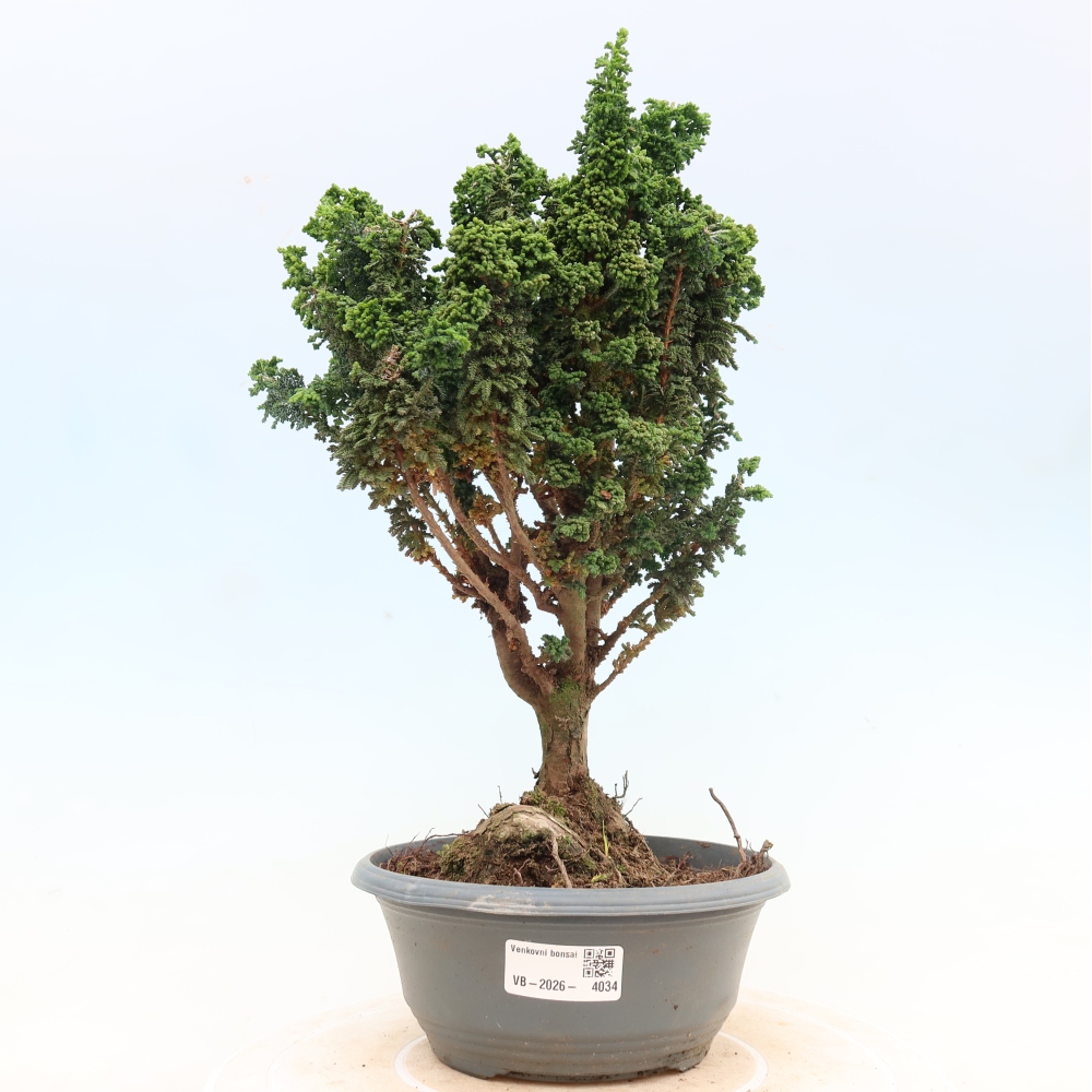 Bonsai für draußen - Cham. obtusa SEKKA HINOKI - Zypresse
