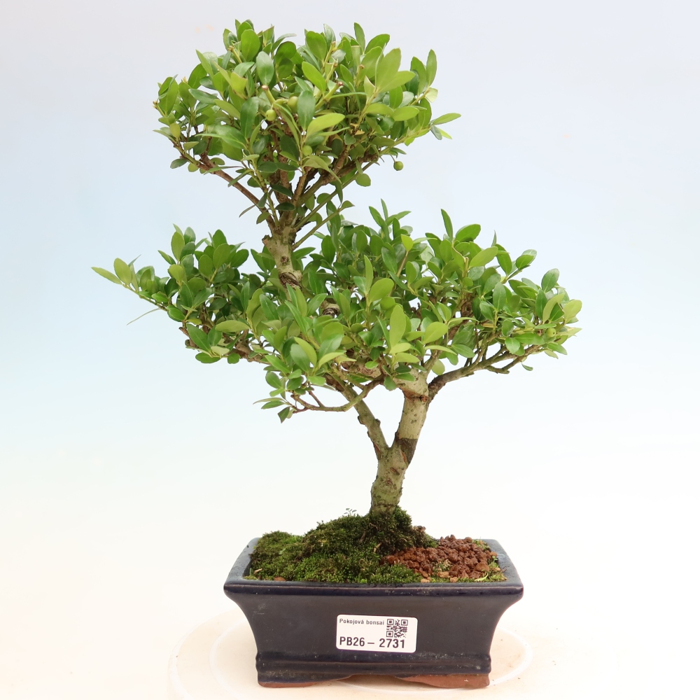 Zimmer Bonsai - Ilex crenata - Stechpalme
