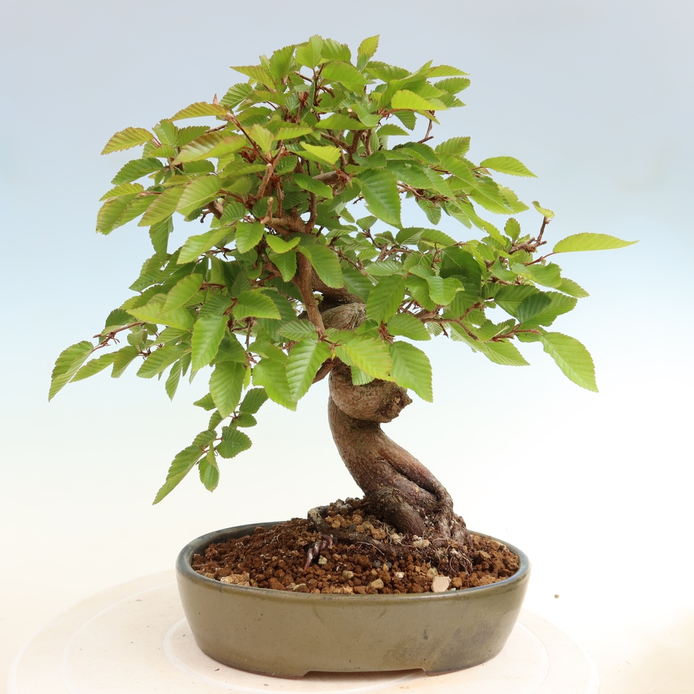 Bonsai für draußen - Karpinus Coreana - Koreanische Hainbuche