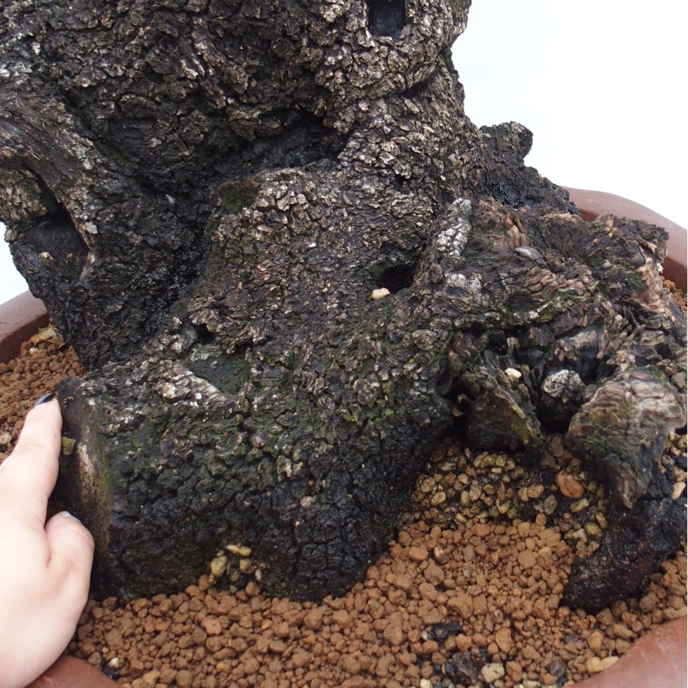 Yamadori - Quercus Ilex - Eichenstechpalme