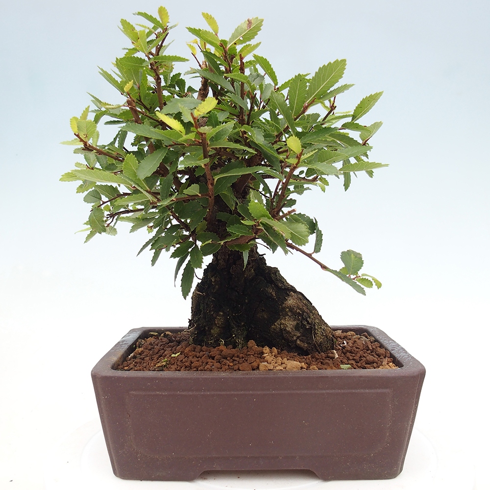 Bonsai für draußen - Zelkova - Zelkova NIRE