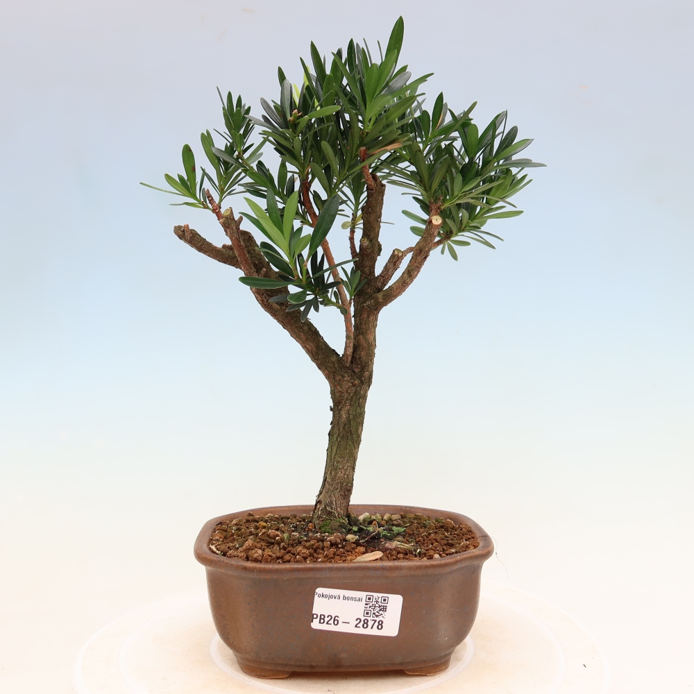 Zimmerbonsai - Podocarpus - Stein-Eibe