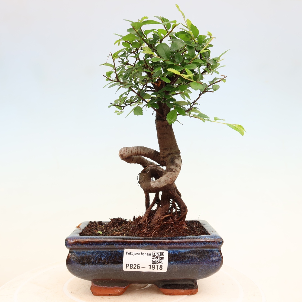 Zimmerbonsai - Ulmus parvifolia - Kleinblättrige Ulme