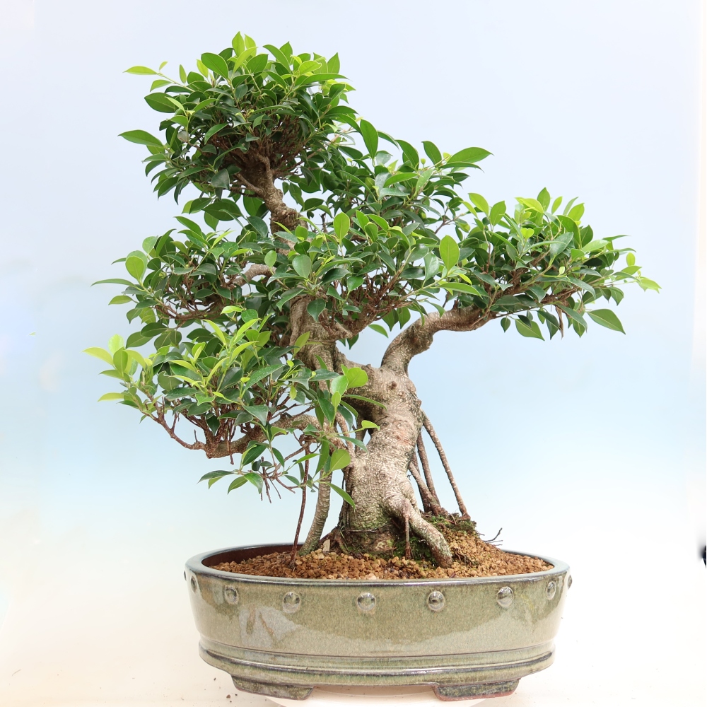 Zimmerbonsai - Ficus kimmen - Kleinblättriger Ficus