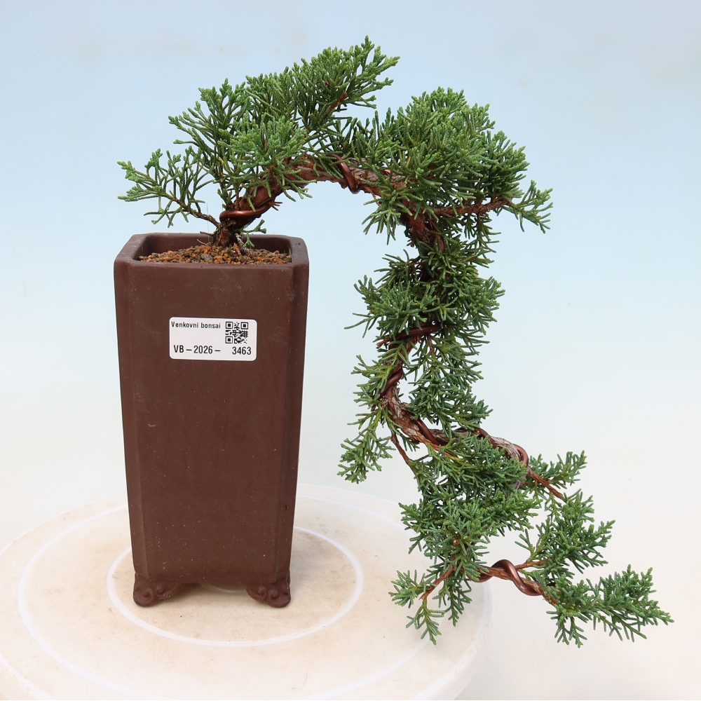 Bonsai für draußen - Juniperus chinensis Kishu