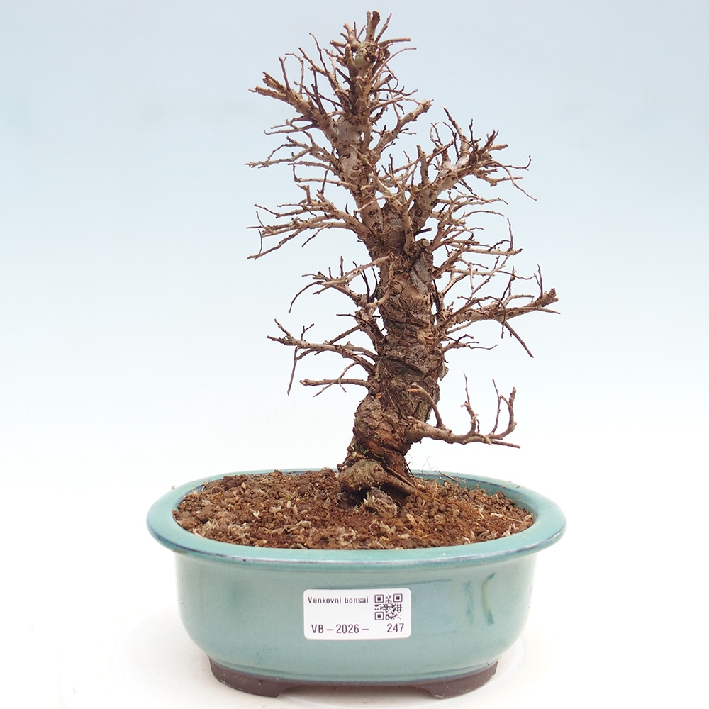 Bonsai für draußen - Zelkova - Zelkova NIRE