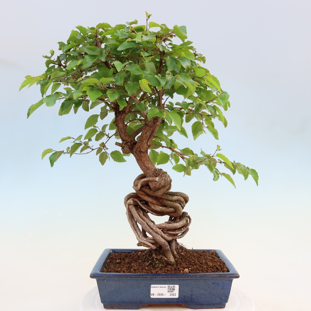 Bonsai für draußen - Karpinus Coreana - Koreanische Hainbuche