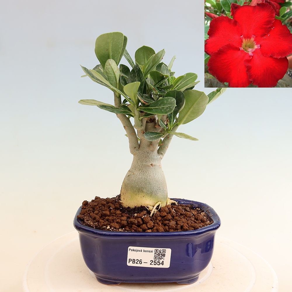 Zimmerbonsai – Adenium obesum „Red Star“ – Wüstenrose