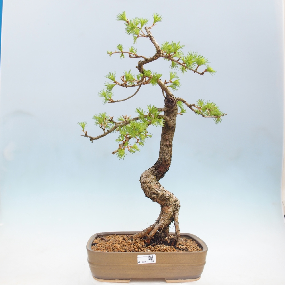 Bonsai für draußen -Larix decidua - Lärche