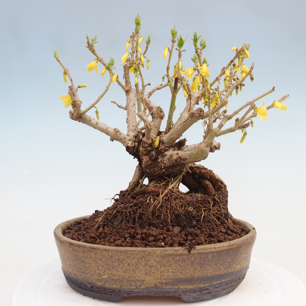 Bonsai für draußen - Zlatice - Forsythia koreana