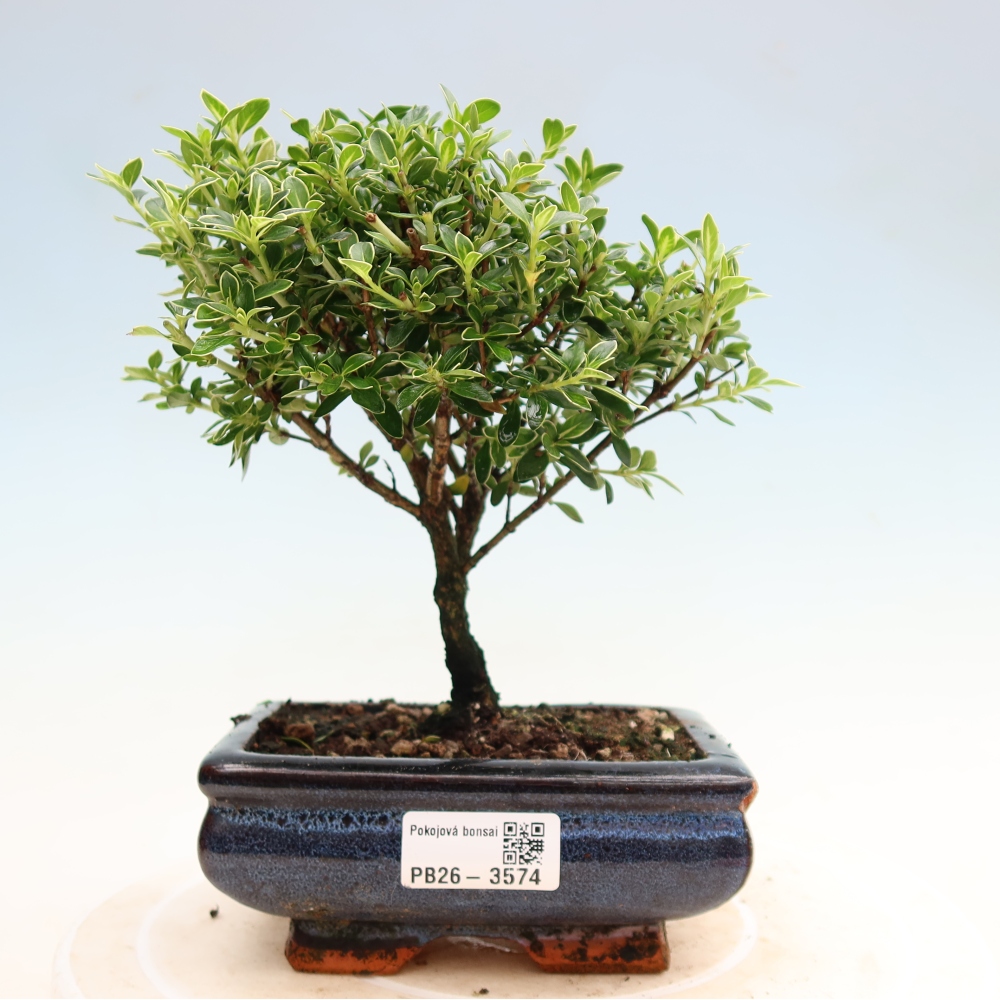 Zimmerbonsai - Serissa foetida Variegata - Baum der Tausend Sterne