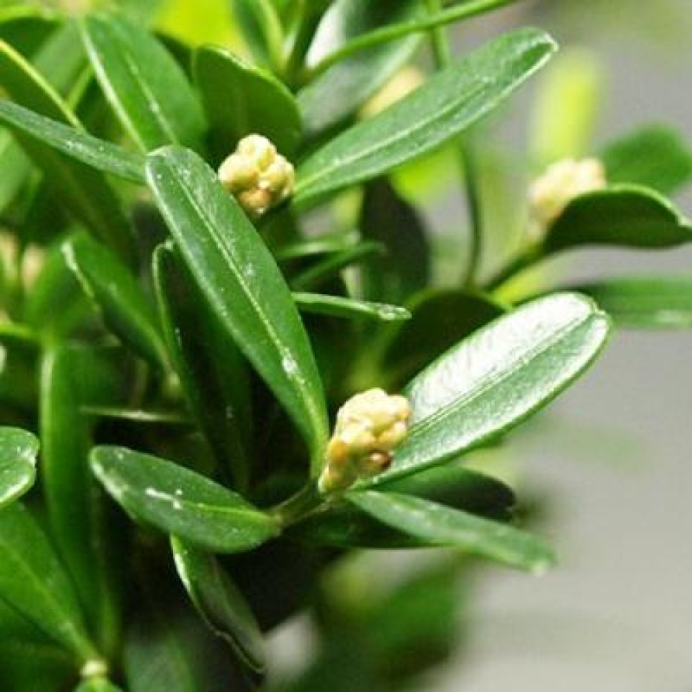 Kokedama mit Untersetzer – Buxus harlandii – Korkbuchsbaum  