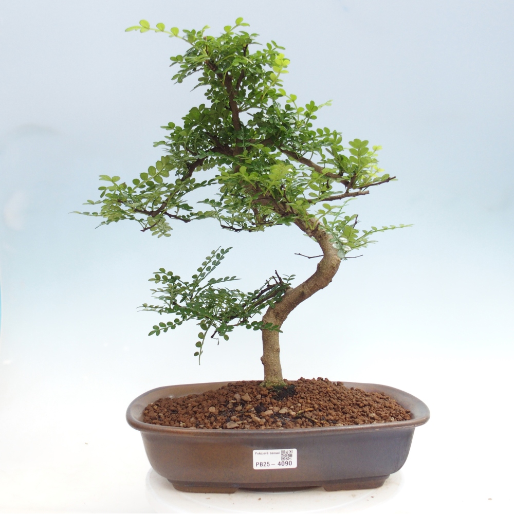 Zimmer Bonsai - Zantoxylum piperitum - Pfefferbaum