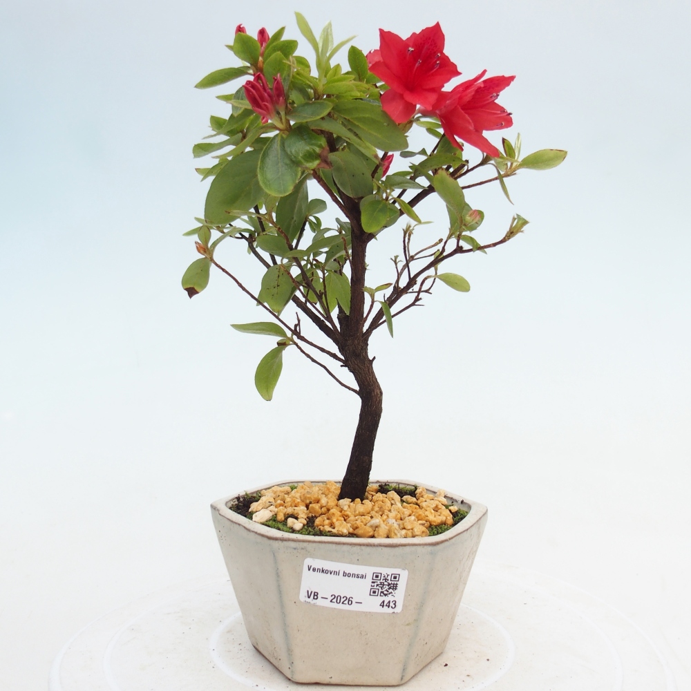 Bonsai für draußen - Japanische Azalee - Azalea sp.