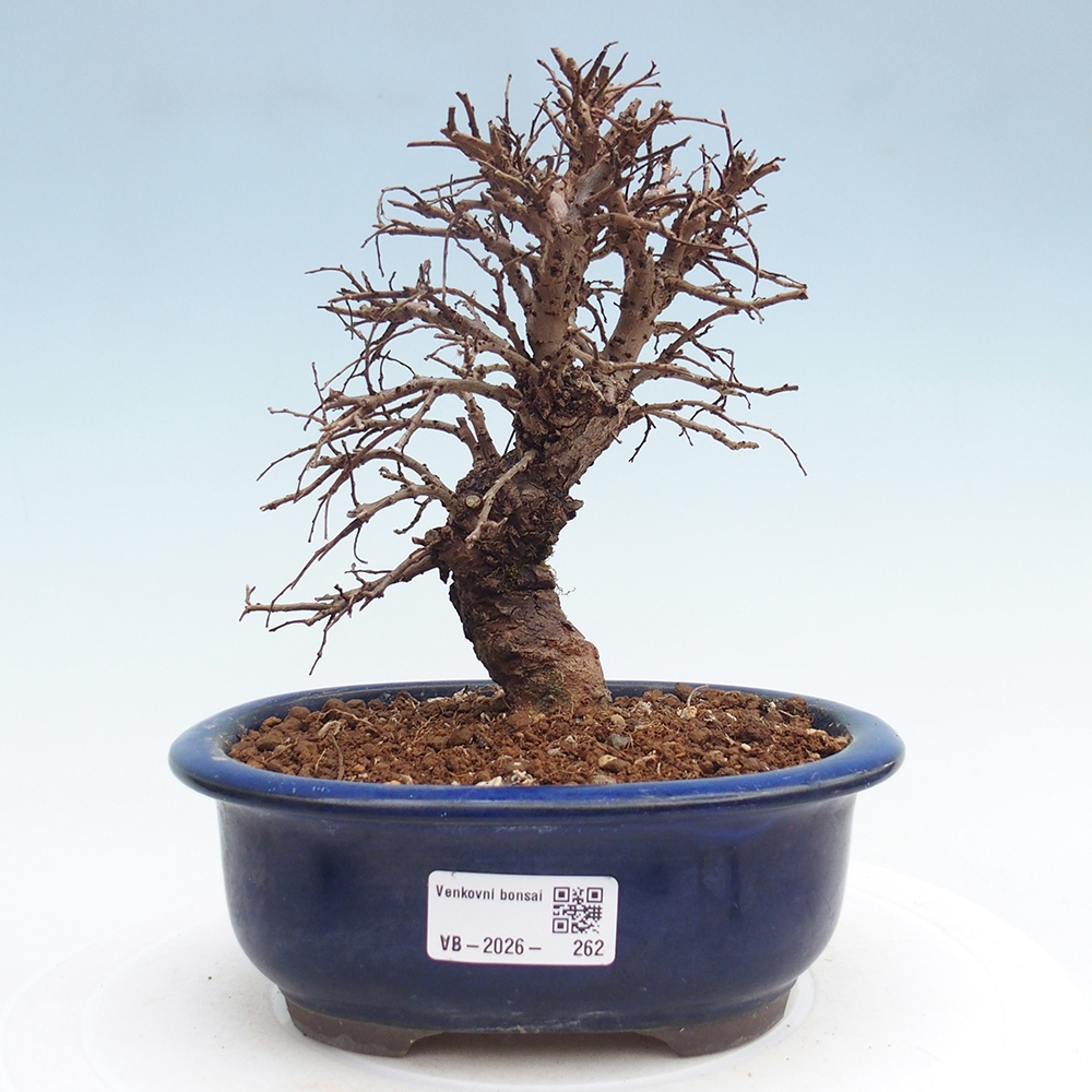 Bonsai für draußen - Zelkova - Zelkova NIRE