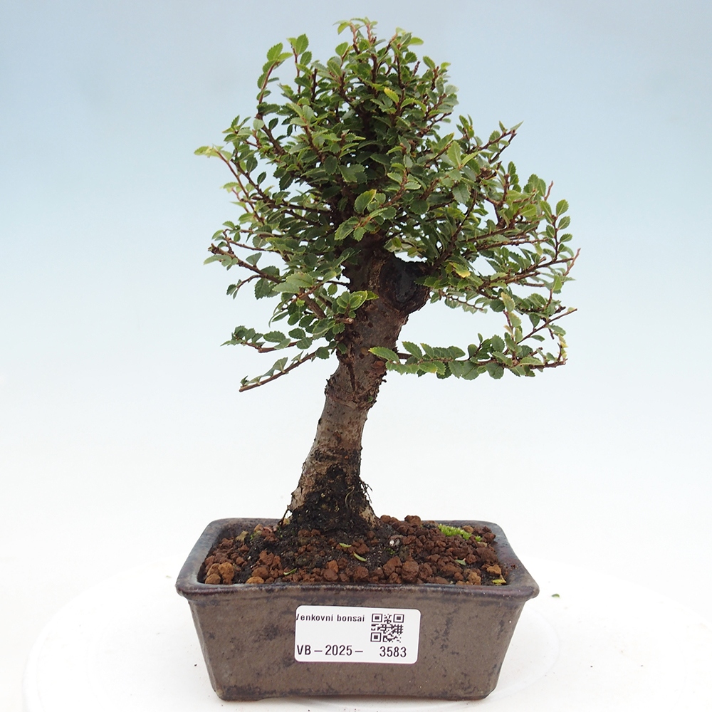 Bonsai für draußen - Ulmus parvifolia Hokkaido - Chinesische Ulme