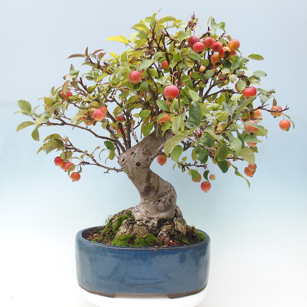 Outdoor-Bonsai -Malus halliana - Kleinfrüchtiger Apfelbaum