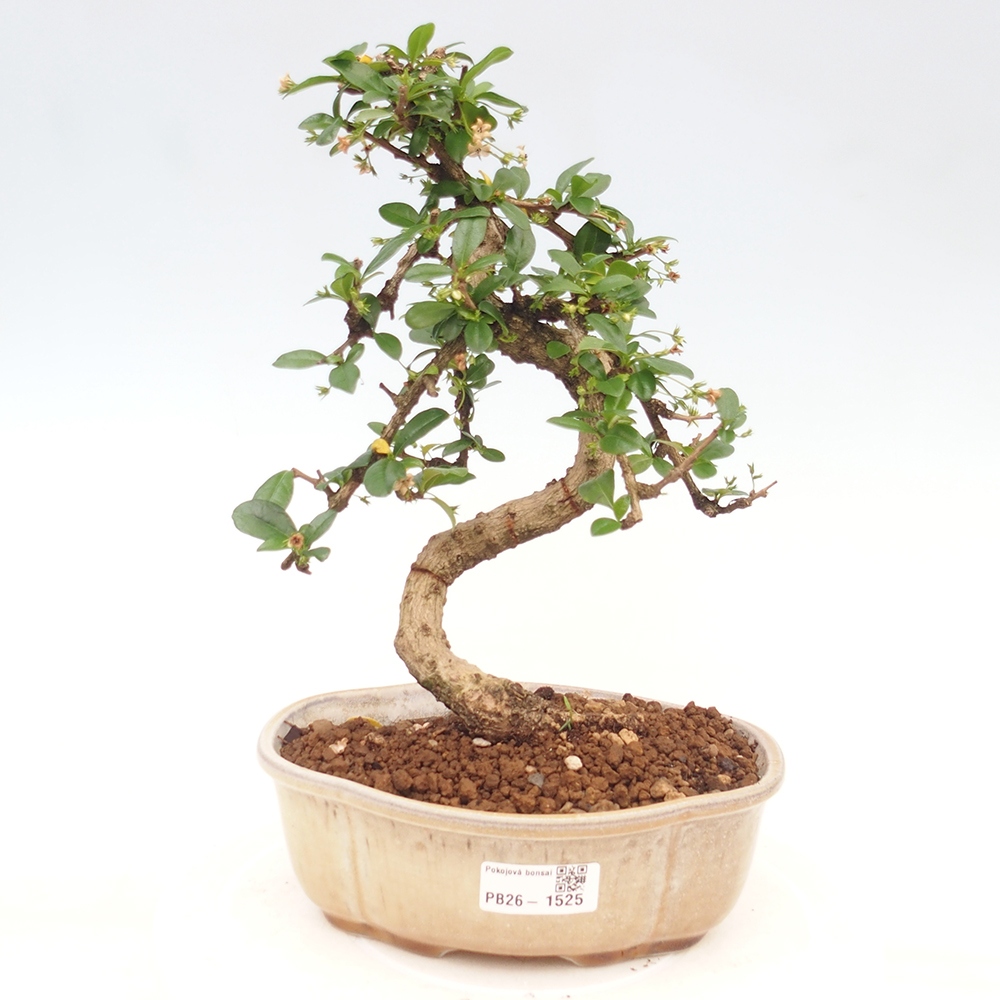 Zimmer-Bonsai - Carmona macrophylla - Tee-Fuki