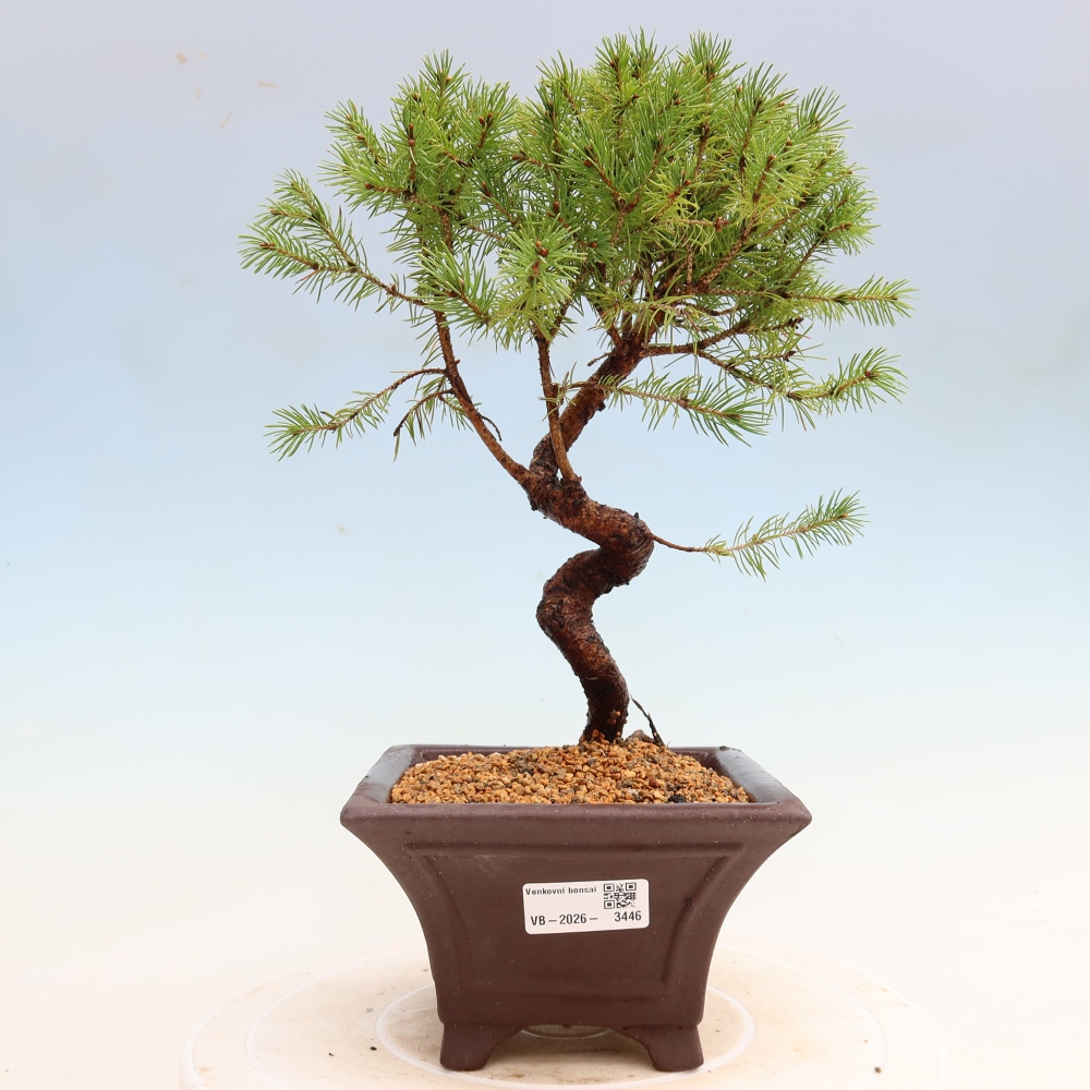 Bonsai für den Außenbereich – Graufichte – Picea glauca Globe