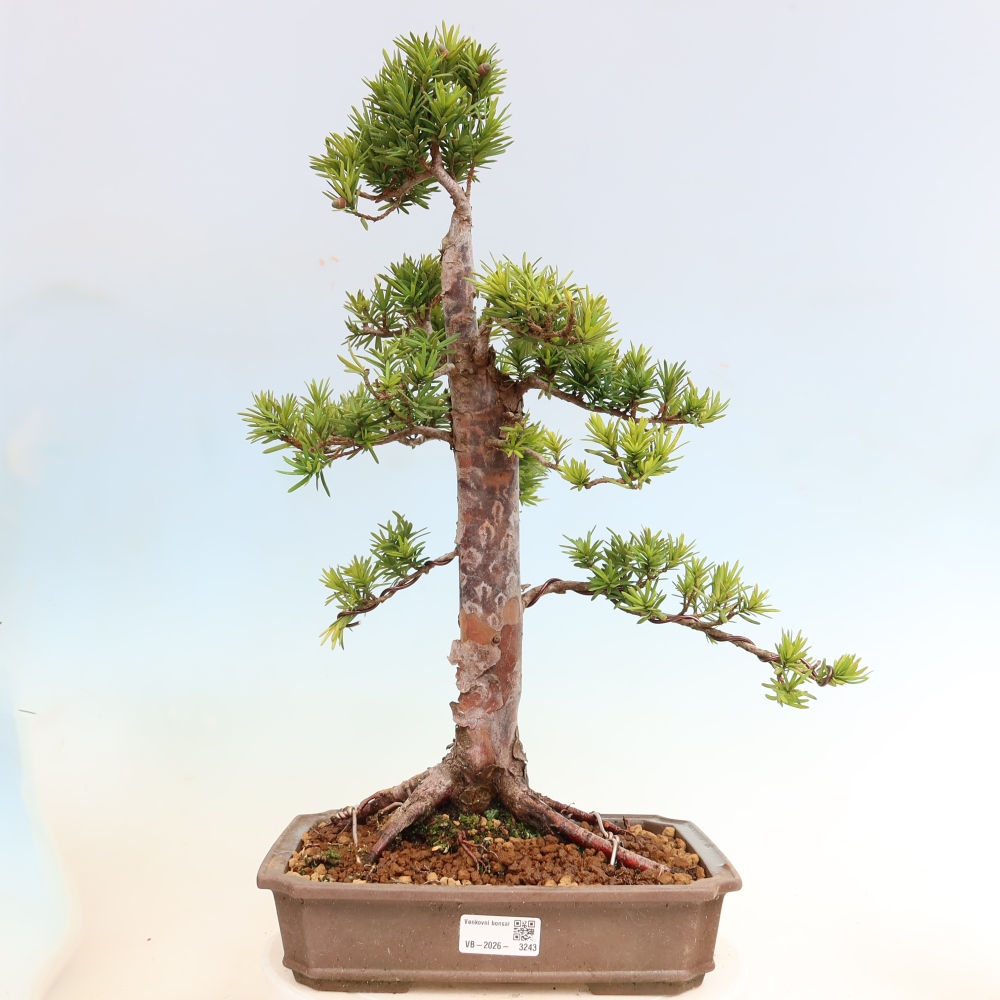 Bonsai für draußen - Taxus cuspidata - Japanische Eibe