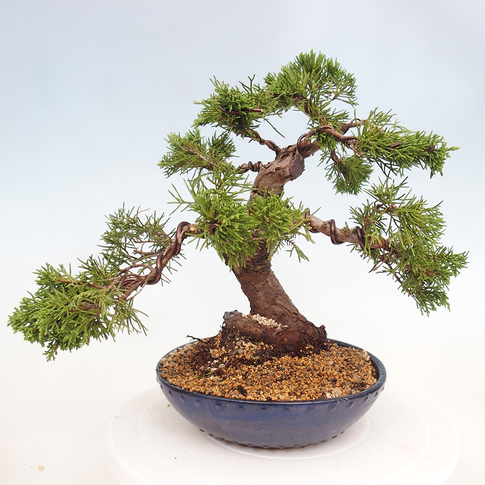 Bonsai für draußen - Juniperus chinensis Itoigawa