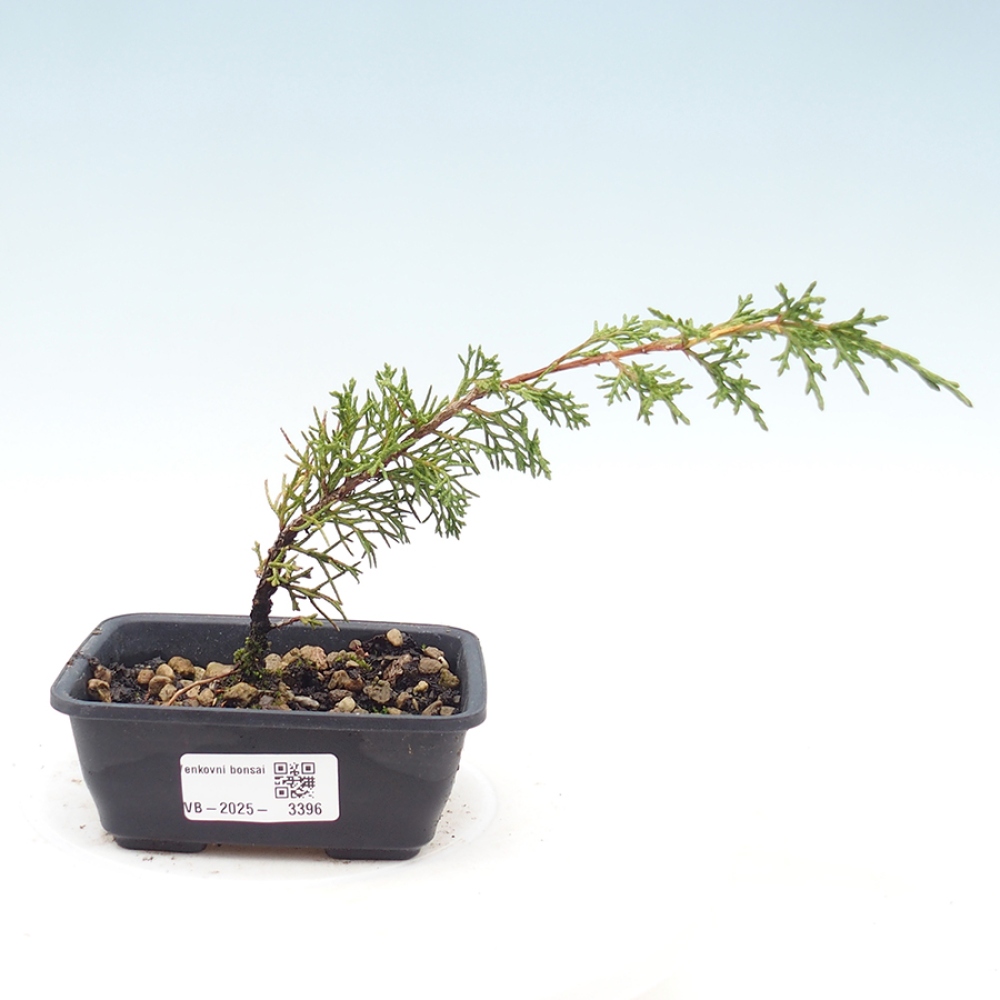 Bonsai für draußen - Juniperus chinensis Itoigawa