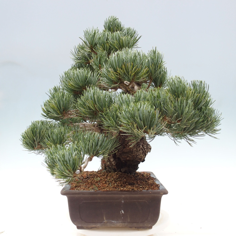 Bonsai für draußen - Pinus parviflora - Pinus parviflora