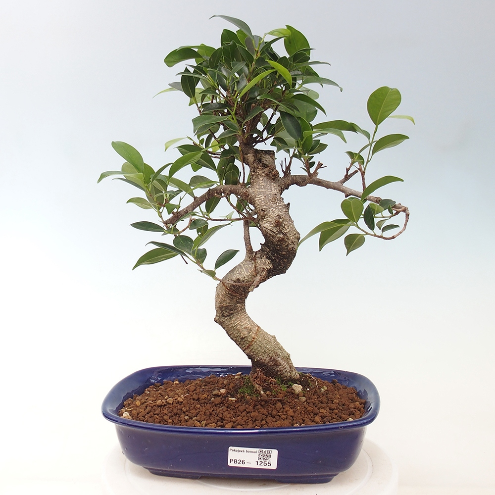 Zimmerbonsai - Ficus kimmen - Kleinblättriger Ficus