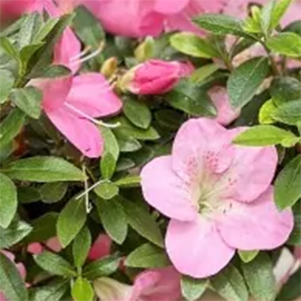 Bonsai für draußen - Japanische Azalee - Azalee Santoka